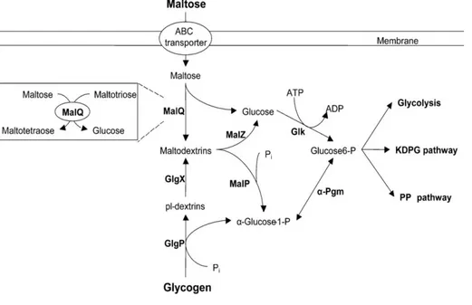 Figure 2.5   Maltose  degradation  by  the  maltose  enzymes.  The  enzymes  amylomaltase  (malQ),  maltodextrin  phosphorylase  (malP),  and  maltodextrin  glucosidase  (malZ)  are  indicated  by  their  genes