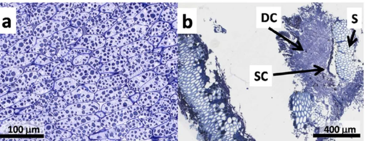 Fig. 1. { a) Image of native sun0ower cotyledon cells. Protein bodies are dari< blue globules <20 µm  in length