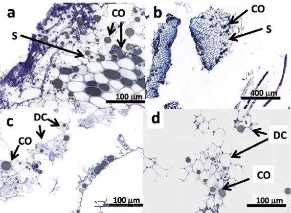Fig. 2.  Images of sun0ower  meal  residue after extraction: (a)  AEP Coarse layer sample (extracted without enzyme) showing intact sclerenchyma cells, 40x  magnification;  (b) EAEP coarse  layer sample (extracted with cellulase)  showing intact  sclerench