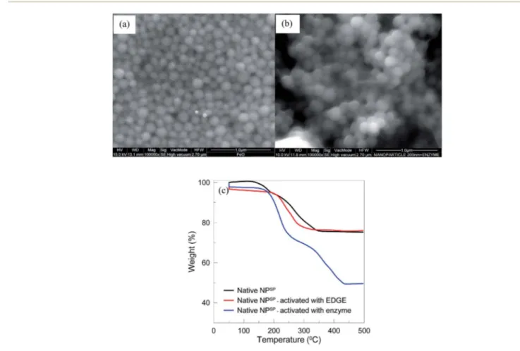 Fig. 2a represents SEM micrographs of the NP SP , which hold a monodispersed particle size