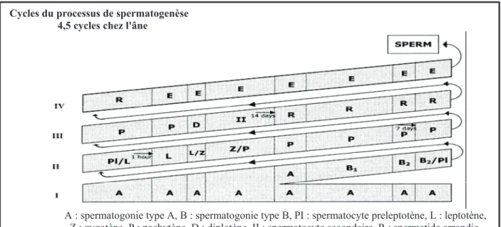 Tableau 2 : Comparaison des tubes séminifères du cheval et de l'âne (Moy).  (D'après Chaffaux, 1985 ; Neves et al, 2002)