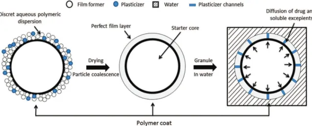 Fig. 1. Schematic representation of a typical film formation mechanism and plasticizer effect on drug release.