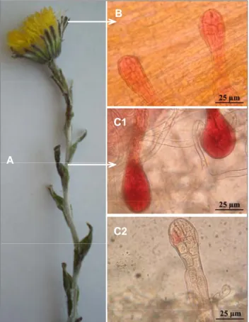 Fig 1: Microscopic photographs of glandular trichomes from two parts  of (A) Tussilago farfara (L.) plant; (B) flower; (C1 and C2) stem