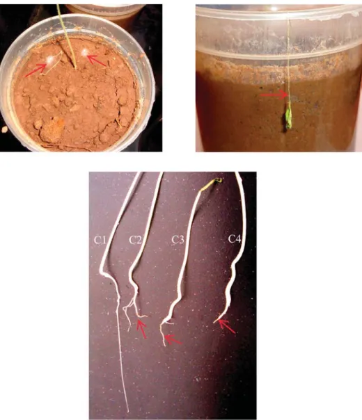 Figure 2. Symptoms of the root rot disease showed on seedlings of tomato cv. Aïcha grown in the F