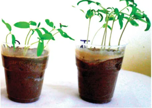 Figure 3. Healthy seedlings of tomato cv. Aïcha obtained by sowing untreated seeds in non-infested soil as negative control (left) and bacterised seeds with spores of S