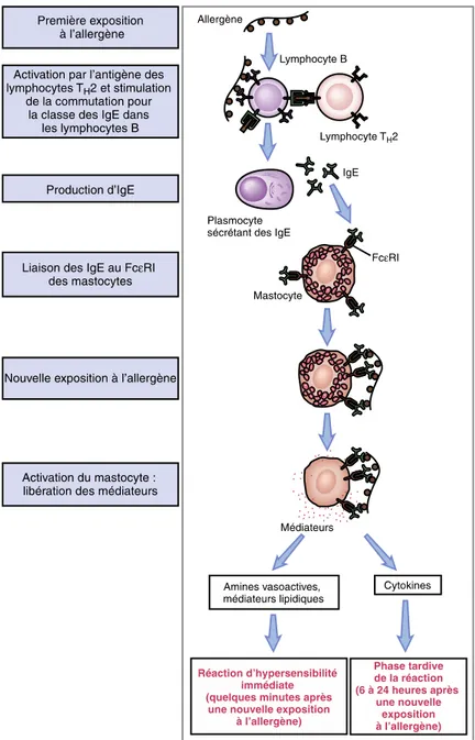 Figure 1. Réaction immunitaire d'hypersensibilité immédiate. 
