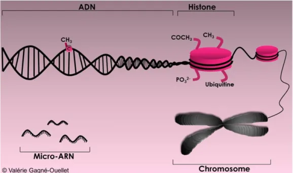 Figure 5. Les différentes catégories de mécanismes épigénétiques. 