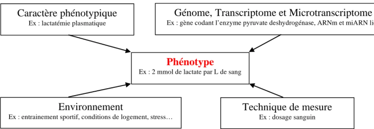 Figure I : Les domaines conceptuels requis pour construire un phénotype 