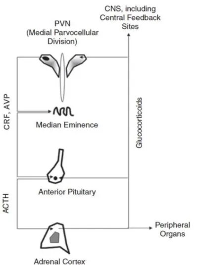 Figure  3.  Schematic  representation  of  the  hypothalamic-pituitary-adrenal  axis:   central and peripheral structures and their mediators 