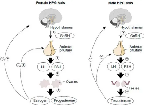 Figure  4.  Schematic  representation  of  the  hypothalamic-pituitary  gonadal  (HPG) axis  