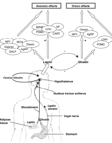 Figure 7. Pathways by which leptin and ghrelin may have effect on energy balance  in humans 