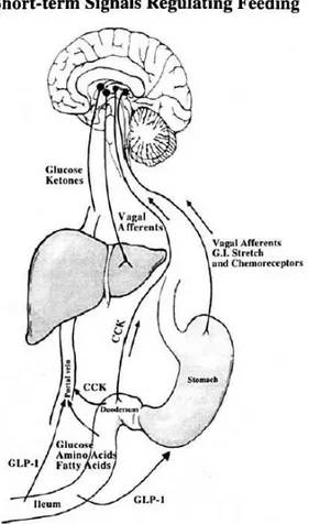 Figure 8. Short-term signals regulating food intake 