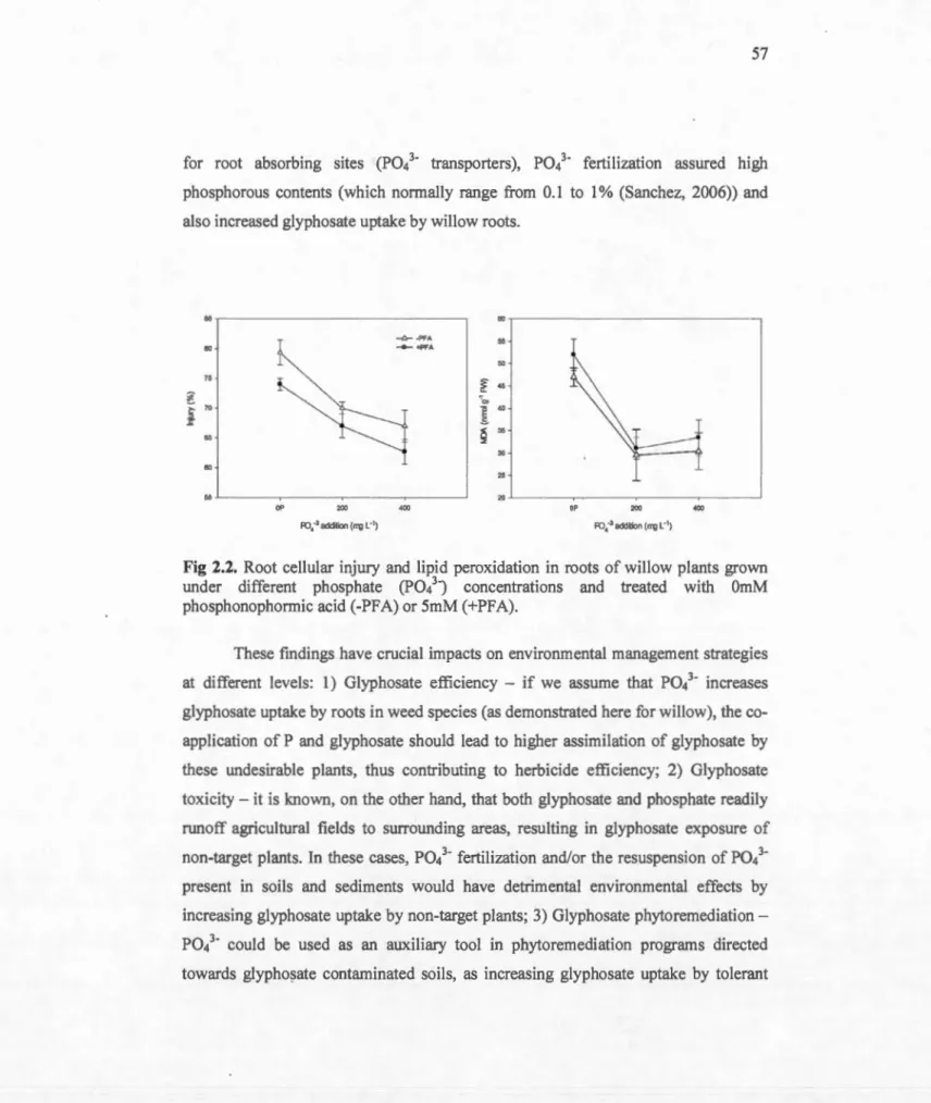 Fig  2.2.  Root cellular  in  jury  and  lipid  pero xidation  in  roots  of willow  plants  grown  under  different  phosphate  (Pol ·)  concentrations  and  treated  with  OmM  phosphonophorrnic acid (-PFA) or 5mM (+ PFA)