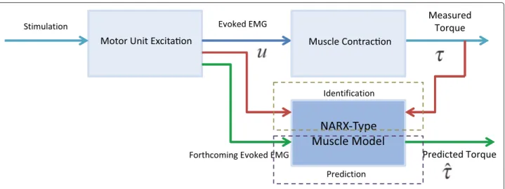 Fig. 4 FES-induced torque identification and prediction process based on evoked EMG