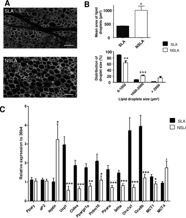Figure   4 Cellular  and  molecular  heterogeneity  of  inguinal  fat  pad.  (A)  Heterogeneity  of  lipid  droplet  sizes  depending  on  the  location  within   the  tissue