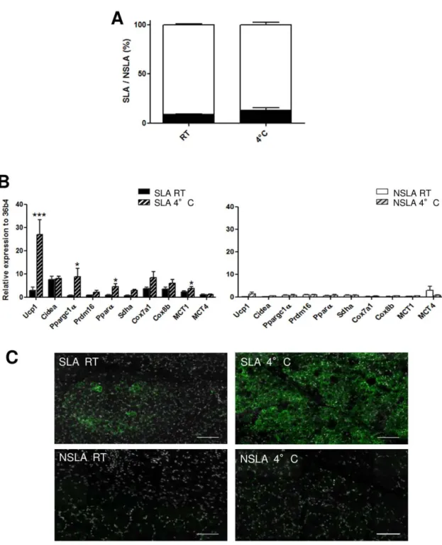 Figure   5 Cold-induced  browning  ability  depends  on  the  location  in  the  tissue