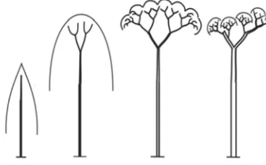 Figure 1.4  Les quatre stades de développement pour les essences feuillues : arbre jeune, adulte, mature et sénescent (de gauche à droite)