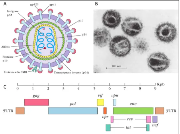 Figure  2 :  Structure  et  organisation  génétique  du  VIH-1.  (A)  Représentation  schématique  d’une  coupe  du  VIH  montrant les différentes glycoprotéines et acides nucléiques le constituant