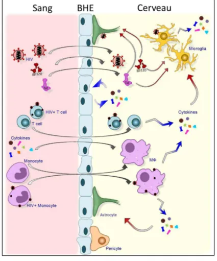 Figure 6 : Migration cellulaire et virale depuis le sang périphérique vers le cerveau au cours de l’infection par  le VIH