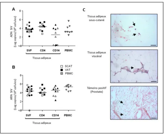 Figure 7 : Quantification de l’ADN et de l’ARN du SIV dans les cellules du tissu adipeux