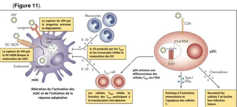 Figure 11 : mDC et pDC durant l’infection par le VIH  137 . Il semble que les mDC ont  une  fonction  altérée  durant  l’infection  par  le  VIH,  empêchant  l’initiation  d’une  réponse  antivirale efficace