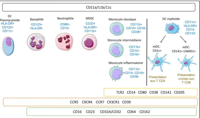 Figure 16 : Représentation des cellules myéloïdes déterminées par des marqueurs  phénotypique  (bleu)  et  analysés  suivant  des  marqueurs  d’activation,  de  différenciation et de mobilisation.
