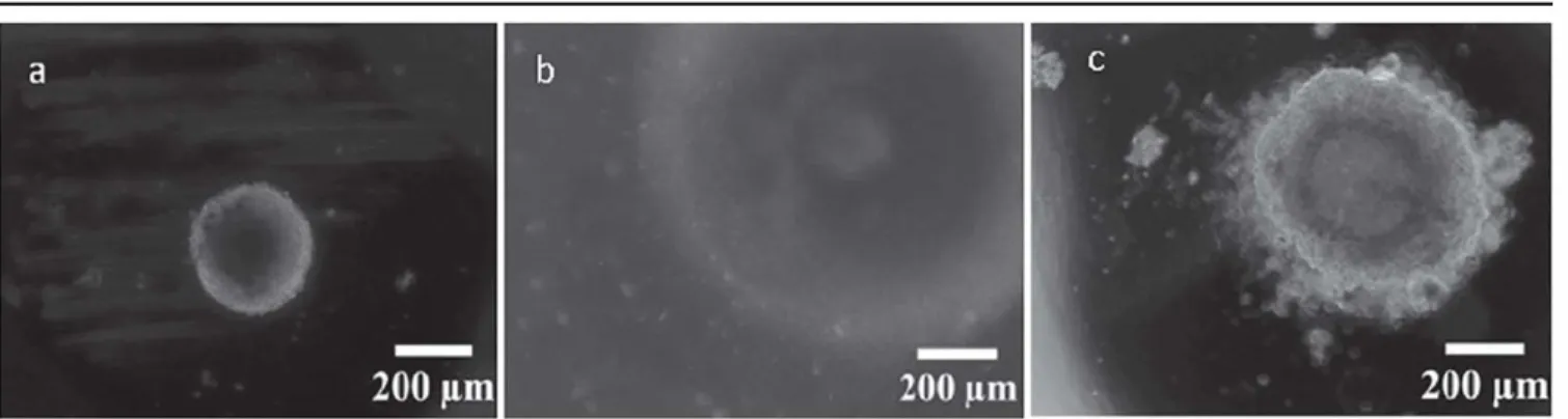Figure  3. Typical wide field optical images of spheroids. (a) intact spheroid, (b) damaged FaDu spheroid (PEO  PCL 2000 7000/PEO  PCL  5000 11 000), (c)  damaged  HCT 116  spheroid  (PEO PCL 5000 11000/PEO  PCL 5000 4000)