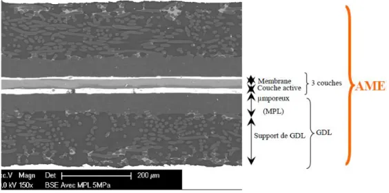 Figure 1.4 Sectional view of an electrode membrane assembly. Image made with a scanning electron microscope (SEM)