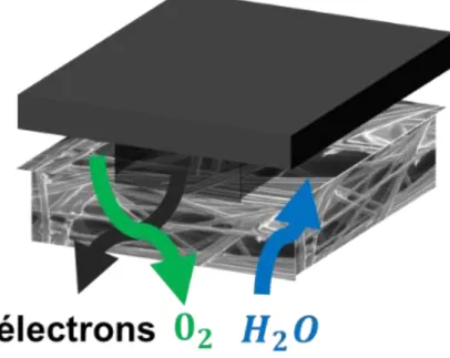 Figure 1.7 Transport of reactive gases, electrons and water vapor in a GDL inserted between a bipolar plate and a catalytic  layer (the microporous layer is not shown)