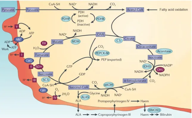 Figure 3. Activité mitochondriale.  