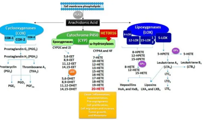 Figure 7. Métabolisme de l’acide arachidonique vers les différents eïcosanoïdes. 