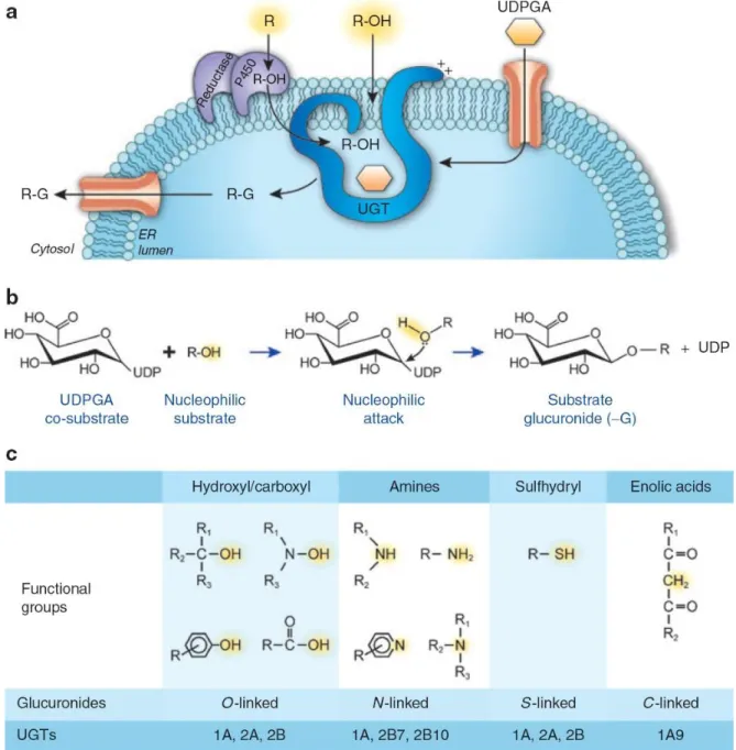 Figure 9. La réaction de glucuronidation par les UDP-glucuronosyltransférases (UGT).  
