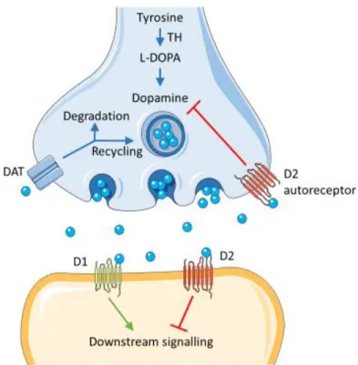 Figure 1-3: Schematic representation of dopaminergic synapse  
