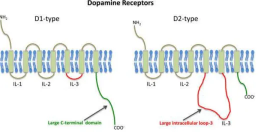 Figure 1-4: Schematic of dopaminergic receptors 