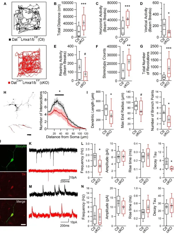 Figure 2-1: Loss of Lmx1a/b results in altered motor function, dendritic growth and  synaptic input