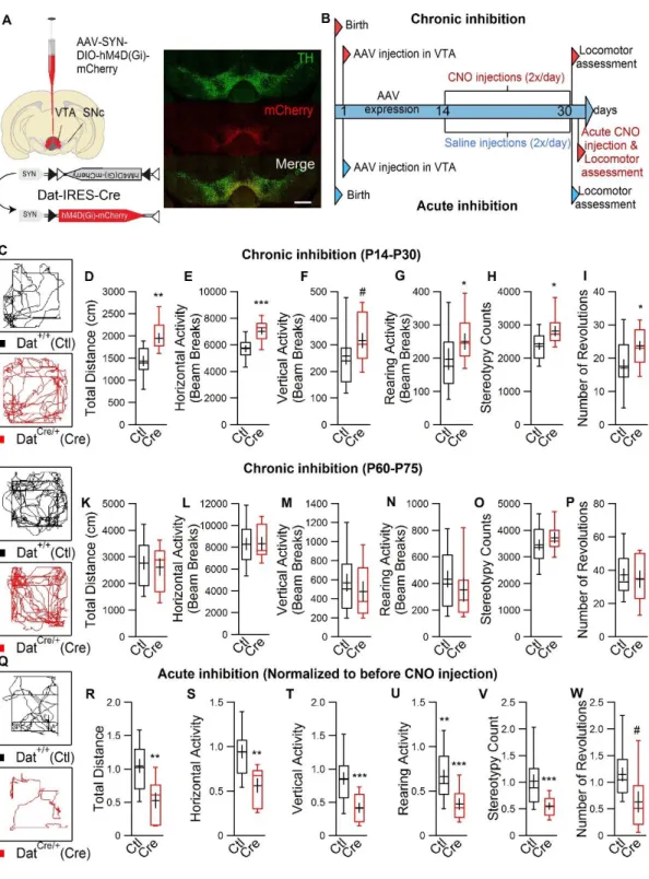 Figure  2-6:  Selective  inhibition  of  dopaminergic  neurons  in  the  VTA  during  development  results in increased motor activity