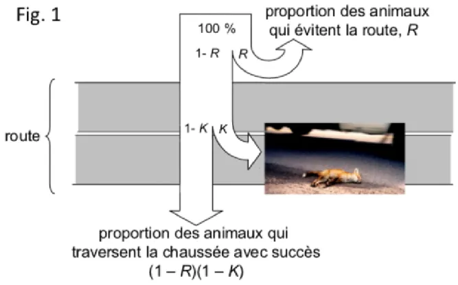 Figure 1.1 Comparaison graphique du comportement d’évitement et des collisions véhicules-faune  induits par les routes (tiré de : Jaeger et Fahrig, 2004) 