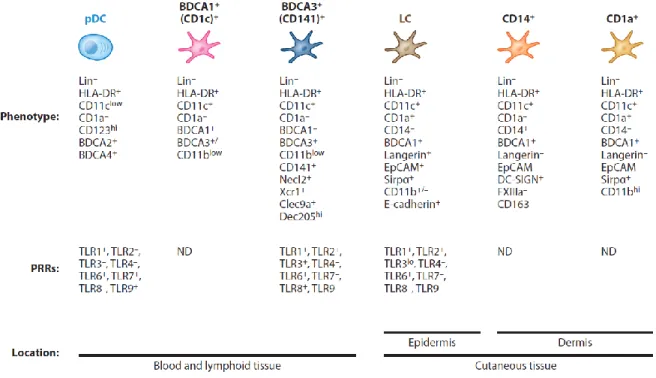 Figure 4 : Phénotypes, expression de récepteurs de pathogènes et localisation des différents groupes de cellules  dendritiques chez l’humain