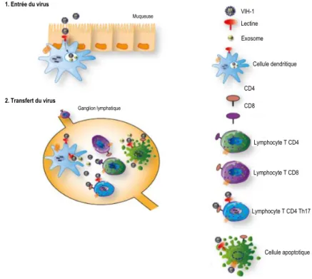Figure 5 : Rôle des cellules dendritiques dans la transmission du VIH-1.  