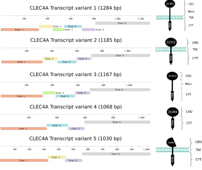 Figure 9 : Exons des différentes isoformes du DCIR et leur structure protéique.  