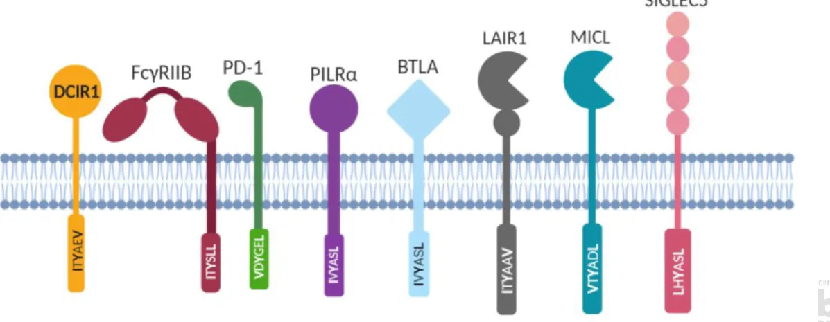 Figure 10 : Différents récepteurs de l’immunité possédant un motif ITIM et la séquence de leur ITIM