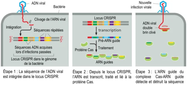 Figure 14 : Mécanisme de défense procaryotique CRISPR. 