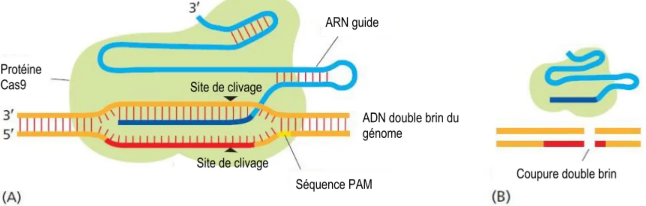 Figure 15 : Complexe protéique de l’endonucléase Cas9 de la technique de CRISPR/Cas9.  