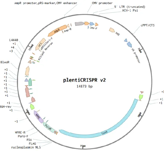 Figure 17 : Plasmide utilisé pour fabriquer les plasmides témoins, DCIR1, DCIR2 et DCIR3