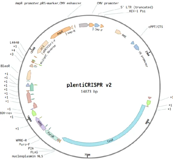 Figure 17 : Plasmide utilisé pour fabriquer les plasmides témoins, DCIR1, DCIR2 et DCIR3