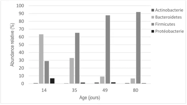Figure 8. Influence de l'âge sur l’abondance relative des différents phylums bactériens  présents dans le caecum du lapin