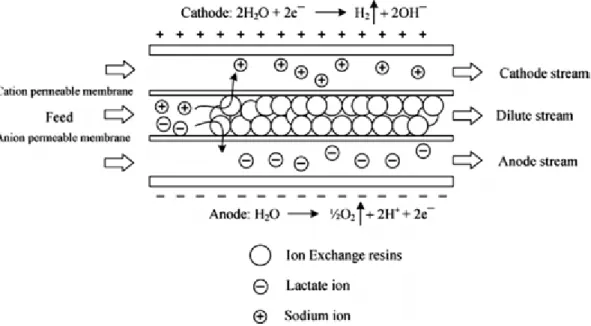 Figure 2.4. Working principle of a single-stage electro-deionization technique for  lactate ion separation (Boontawan et al., 2011)