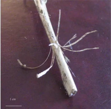 Figure 1. Partially decorticated fragment of a white sweet clover stem harvested at seed maturity.