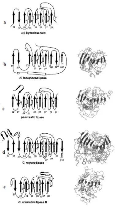 Figure 8 : Schéma du repliement α/β de quatre lipases représentatives de quatre familles de lipases 