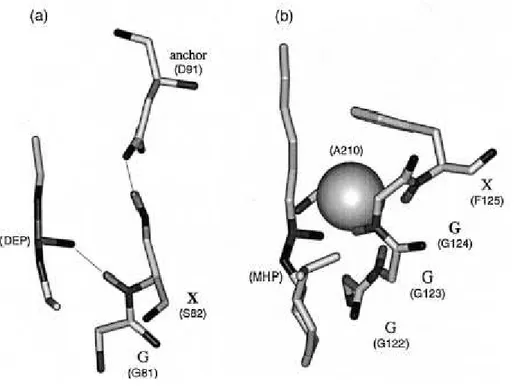 Figure 11 : Illustration des deux types de trous oxyanions retrouvés chez les lipases 